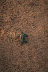 Turtle setting out to swim in the sea after being born.