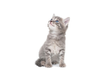a striped purebred kitten sits on a white background
