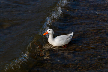 White duck swimming in a lake crossing water wave