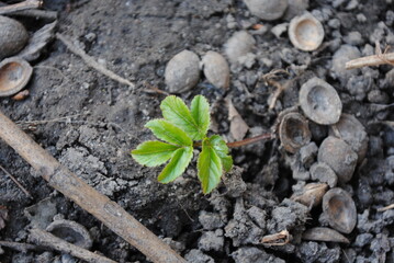 plant in the ground