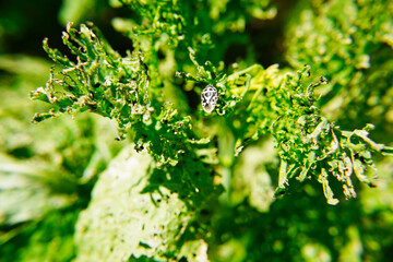 Macro shot of small beetle on green leaf at springtime. Pests in garden