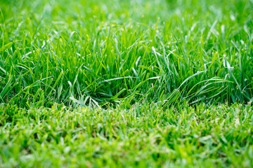 Fresh green grass background in sunny summer day