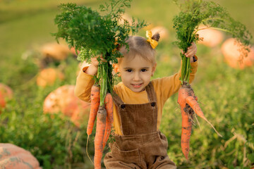 A cute child in the kitchen garden with pumpkins is holding a large juicy fresh carrot right from...