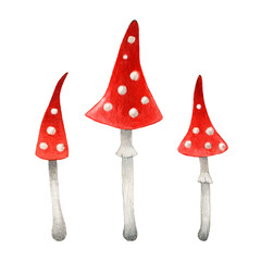 Fly agaric mushroom set. Watercolor illustration. Hand drawn poison toadstool fungi. Red big fly agaric with white spots on cap element. Halloween decor. Forest dangerous mushroom. White background.
