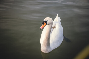 White swan floats in water. 