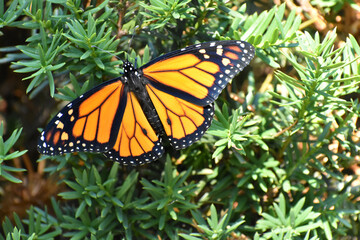 Fototapeta na wymiar Male Monarch Butterfly