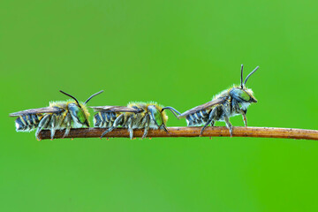 wasp on a leaf