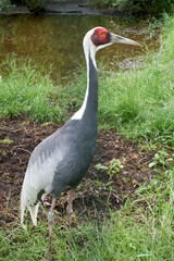 portrait of a white-naped crane grus vipio
