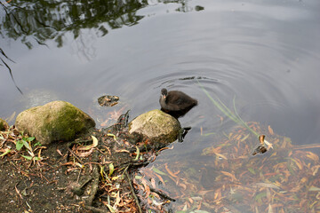 close up of a brown baby duck in the water
