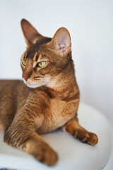 Beautiful Bengal cat sitting on a chair