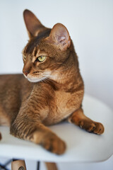 Beautiful Bengal cat sitting on a chair