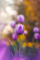 Macro of single isolated purple tulip flower against soft, blurred green background with bokeh...