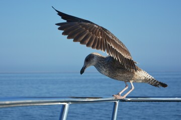 Dominikaner Möwe im Jugendkleid landet auf der Reling eines Ausflugbootes in Walvisbay (Namibia). 