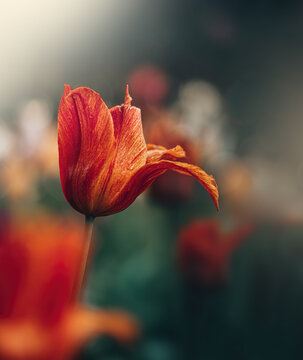 Macro of single isolated red and orange tulip flower with petals hanging against soft, blurred green background with bokeh bubbles and sunshine