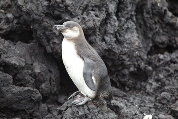Portrait of Galápagos Penguin (Spheniscus mendiculus) standing on lava rocks Galapagos Islands.