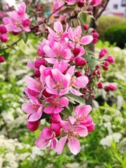 malus niedzwetzkyana pink apple tree flowers