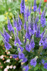 close up of purple lavender flowers with long styles