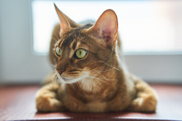 Beautiful cat breed Bengal lies on the floor
