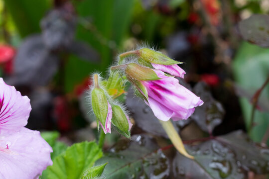 geraniums - geranio