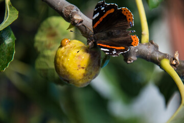 Butterfly and Bubamara share fig fruit