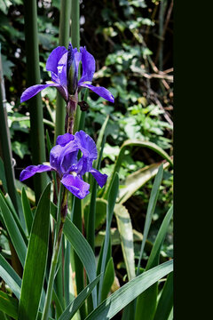 algerian iris