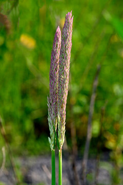  Wolliges Honiggras // Tufted grass (Holcus lanatus)