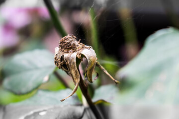 withered rose
