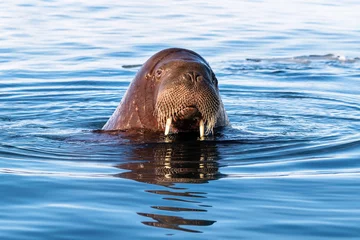 Deurstickers Walrus Volwassen walrussen zwemmen in de Arctische zee voor de kust van Svalbard