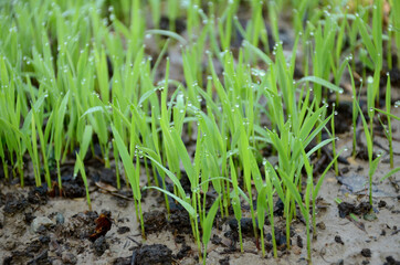 closeup the green ripe paddy plant soil heap and growing in the farm over out of focus green brown background.