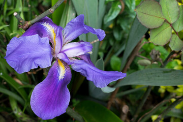 Iris unguicularis