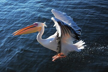 Ein Pelikan landet auf dem Wasser in der Lagune von Walvisbay