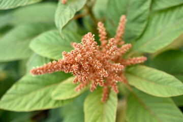 Yellow bush of Amaranth flowers lat. Amaranthus in the garden in summer