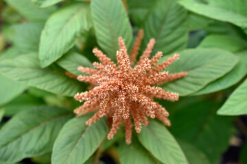 Yellow bush of Amaranth flowers lat. Amaranthus in the garden in summer