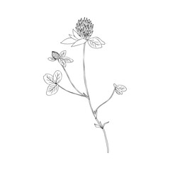 Red clover, Shamrock wild field flower isolated on white, botanical hand drawn doodle ink vector illustration, line art for design package tea, cosmetic, medicine, greeting card, wedding invitation