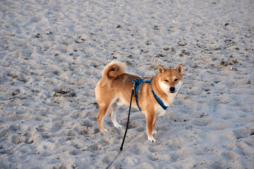 sesame shiba inu dog on the beach of the baltic sea