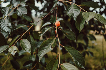 Owoc na drzewie © Piotr Gaborek 