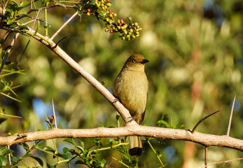 A sombre greenbul isolated in a shrub with berries