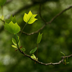 glowing maple leaf in backlight close-up on a curved branch