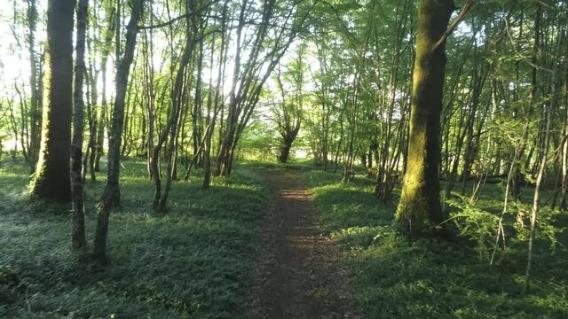 Sentier forestier dans la Ni&egrave;vre, Bourgogne