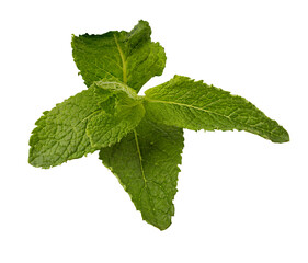 Mint leaf isolated on white background