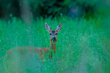 Beobachtung eines Rehs in der Wildbahn