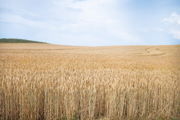 golden wheat field in summer season