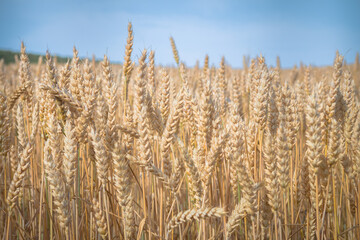 golden wheat field in summer season