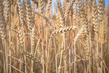 golden wheat field in summer season