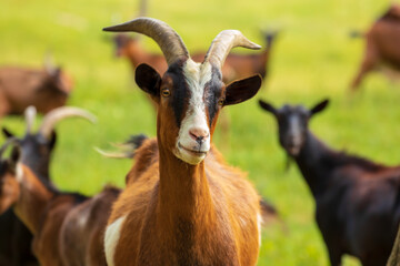 Bauernhof – artgemäße Tierhaltung von Ziegen