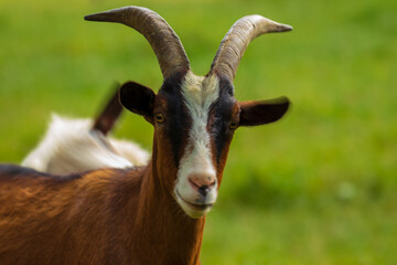 Bauernhof – artgemäße Tierhaltung von Ziegen