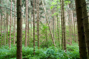 Obraz premium Spruce forest, Fichtenwald