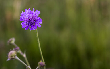 Korostavnik field is a species of perennial herbaceous plants of the genus Korostavnik of the fleece subfamily of the honeysuckle family.