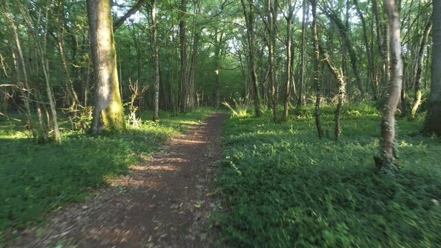Sentier forestier dans la Ni&egrave;vre, Bourgogne