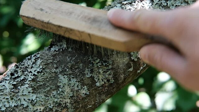 Close-up: a gardener with a metal brush with a wooden handle, holding it in his hand, brushes off a harmful growth of gray lichen from a thick trunk of an apple tree.